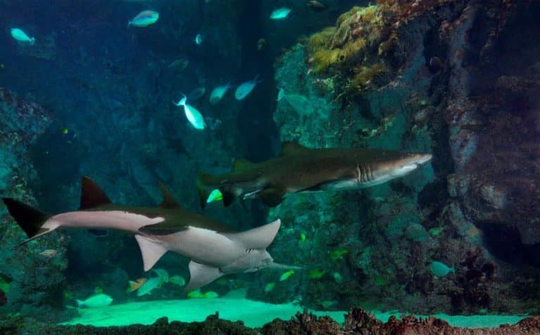 Une visite à l’Oceanopolis à ne pas rater