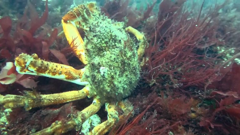Plongée sous-marine, une activité intéressante lors d’un séjour en Bretagne