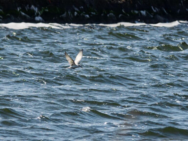 Quels oiseaux marins peut-on observer en Bretagne ?