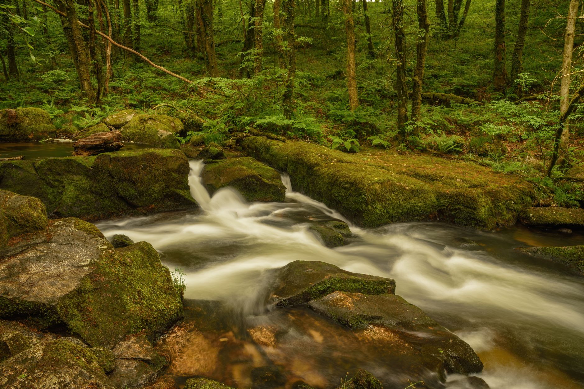 Quels sont les secrets des forêts bretonnes ?
