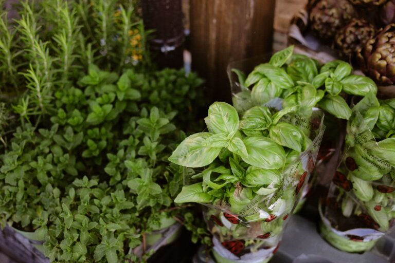 Quelles plantes aromatiques peut-on découvrir en Bretagne ?