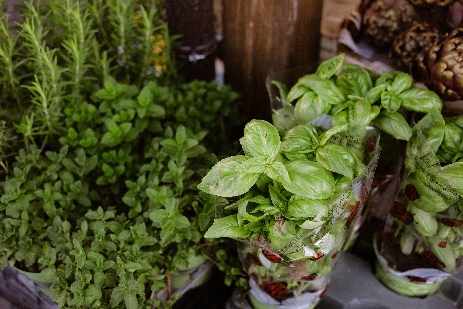 Quelles plantes aromatiques peut-on découvrir en Bretagne ?