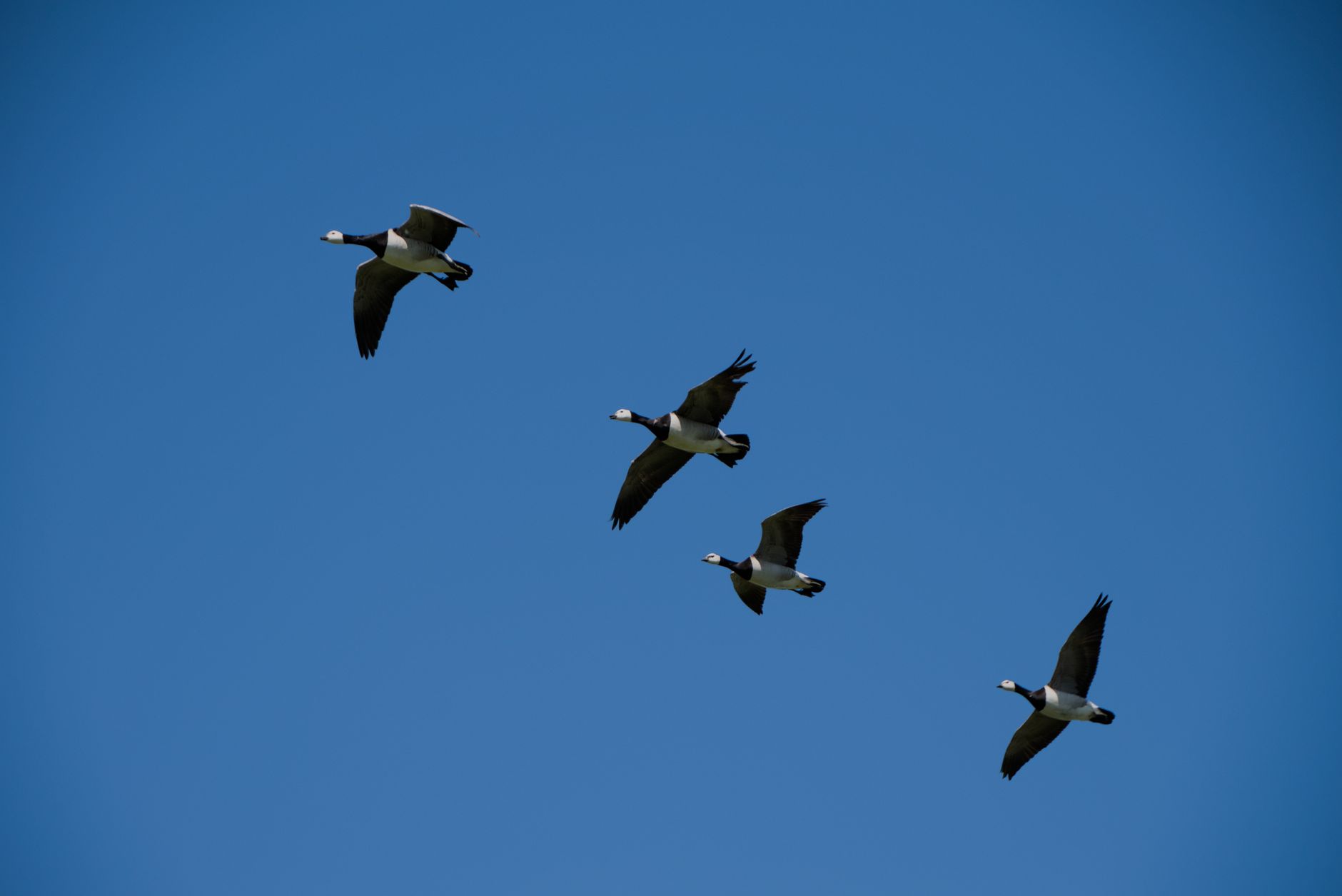Pourquoi les oiseaux migrateurs choisissent-ils la Bretagne pour leur halte ?
