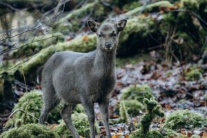 Comment découvrir la faune sauvage en Bretagne ?