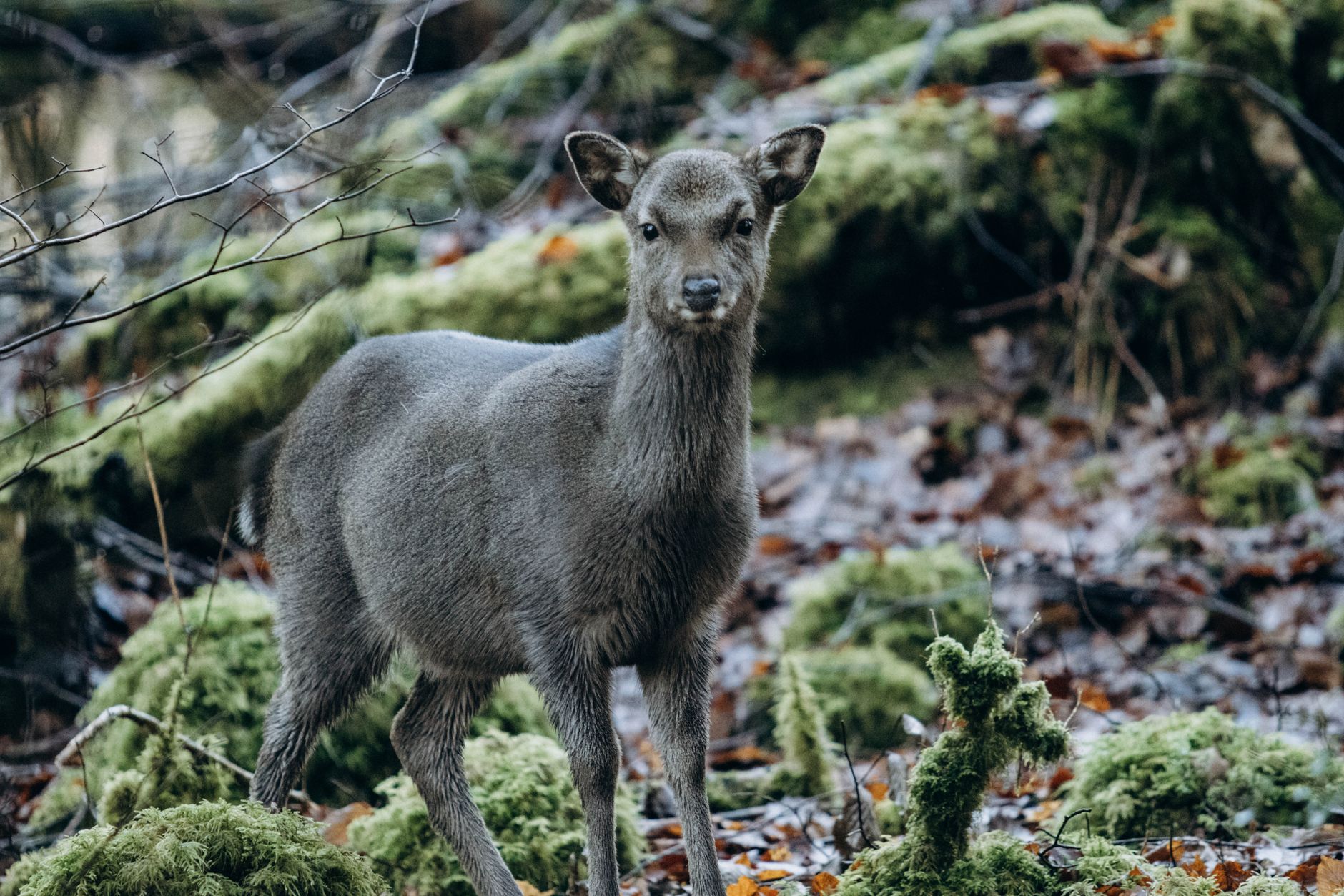 Comment découvrir la faune sauvage en Bretagne ?