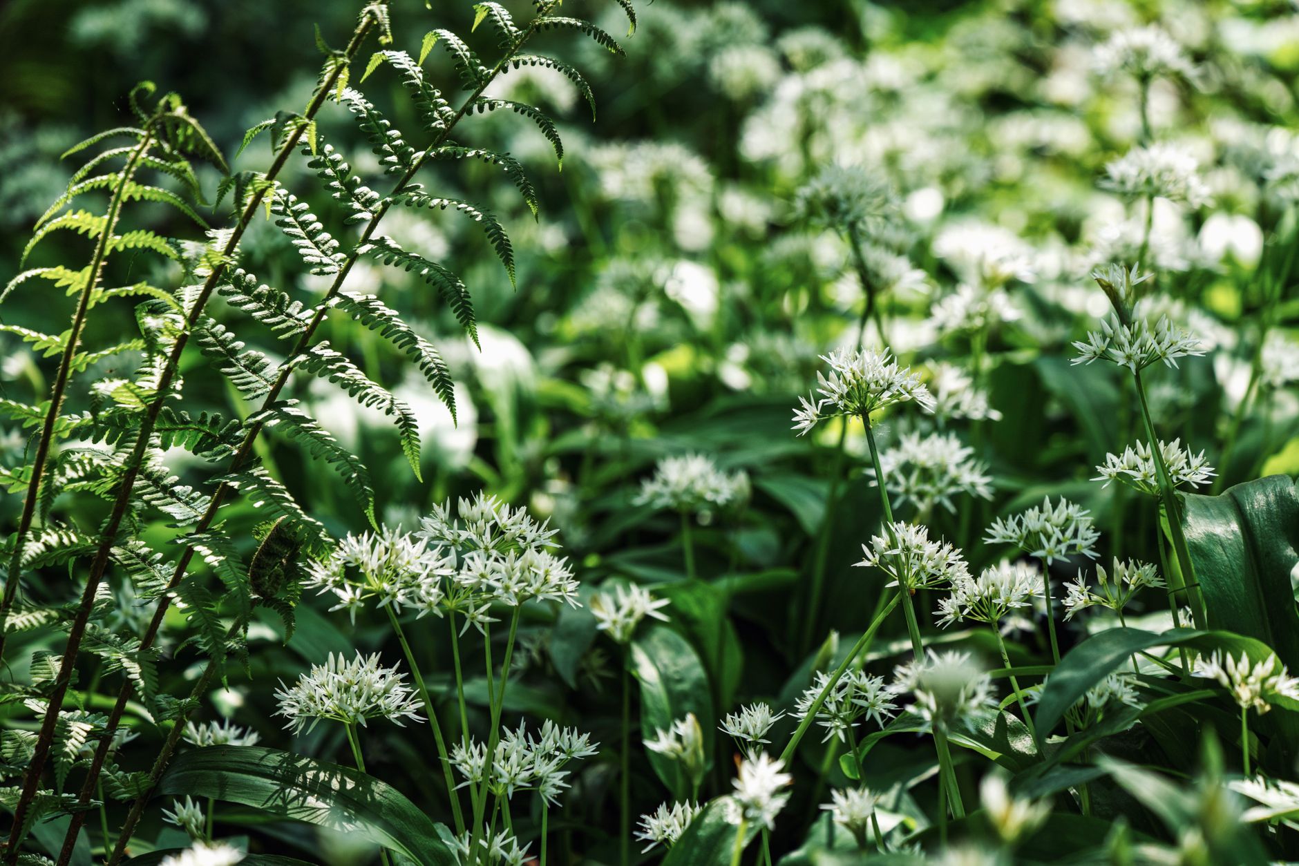 Quelles plantes sauvages comestibles découvrir lors d&rsquo;un week-end en Bretagne ?