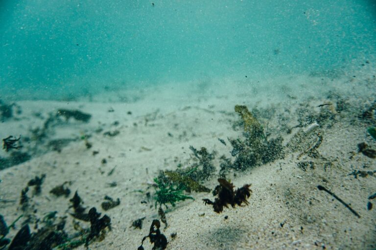 Quels trésors se cachent dans les fonds marins de Bretagne ?