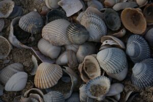 Comment pratiquer la pêche à pied en Bretagne ?