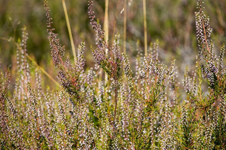 Quelles plantes découvrir lors d&rsquo;une balade botanique en Bretagne ?